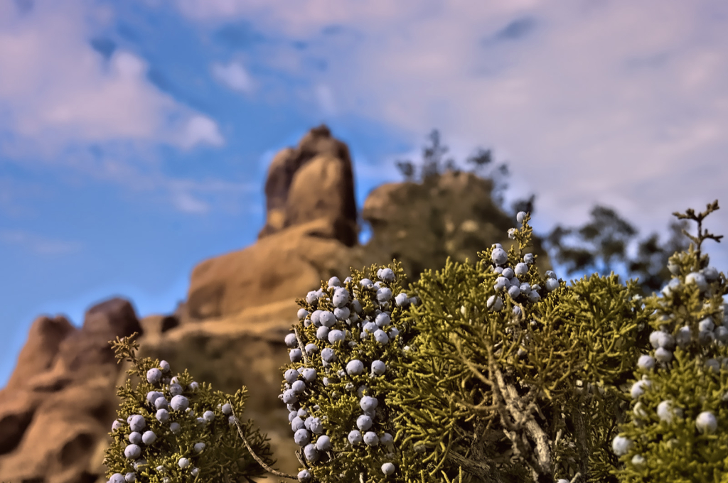 Juniper Berries - ID: 16009267 © Kelley J. Heffelfinger