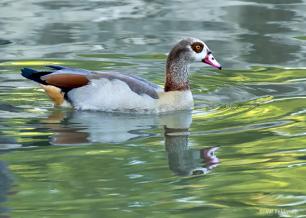 Egyptian Goose