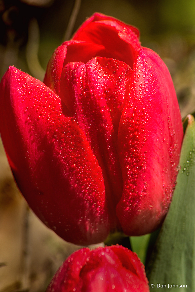 BSG Tulip Profile 4-2-22 059