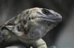 Lizard at the Col...