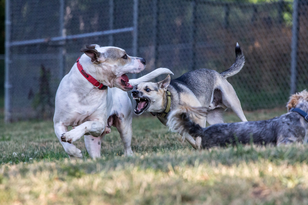 Dog Park Fun