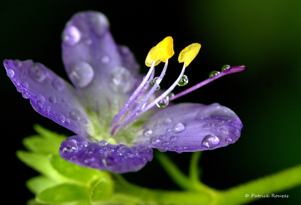 Purple Petals