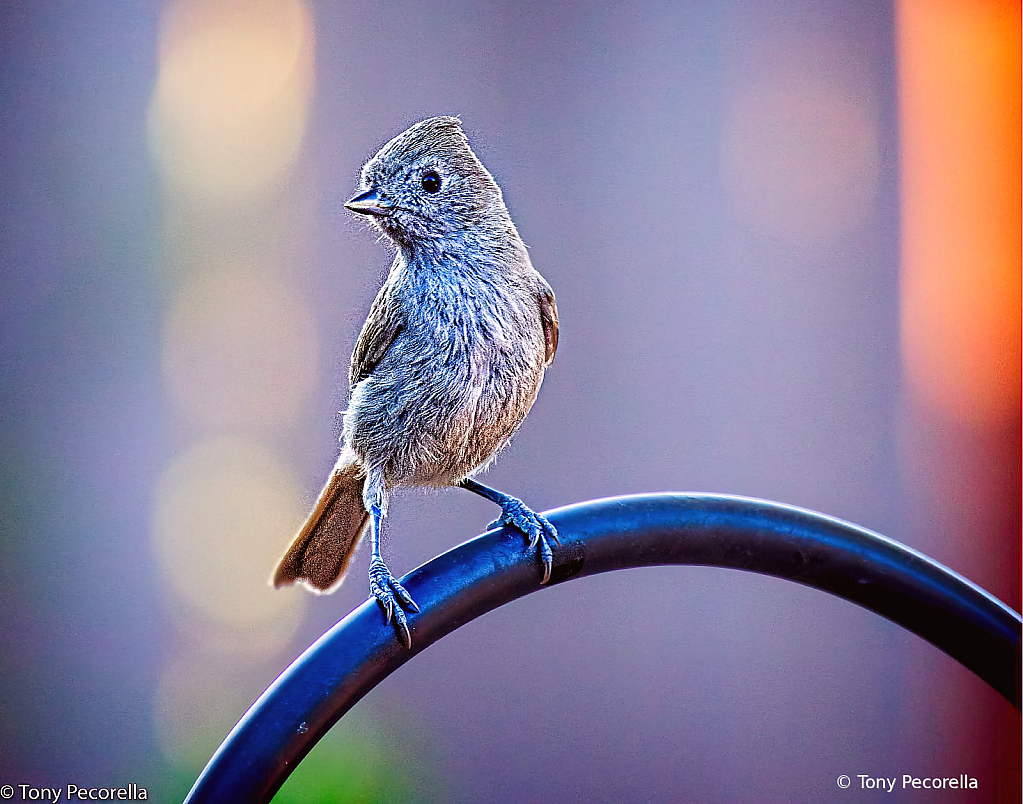 Titmouse