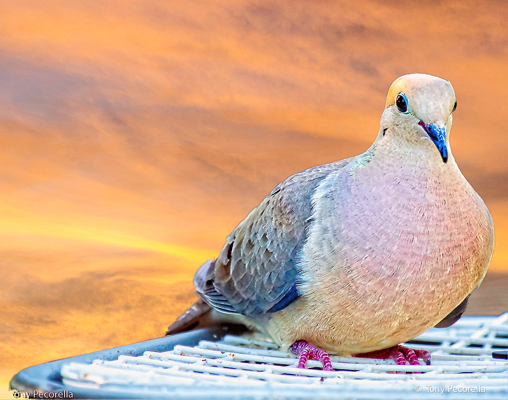 Mourning Dove