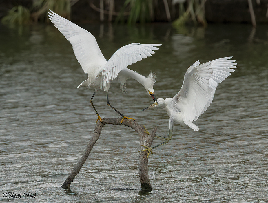 Snowy Egrets - ID: 16009802 © Sherry Karr Adkins