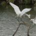 2Snowy Egrets - ID: 16009802 © Sherry Karr Adkins
