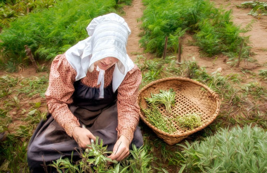 Gathering Herbs