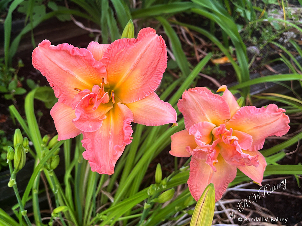 More Church Garden Flowers 6