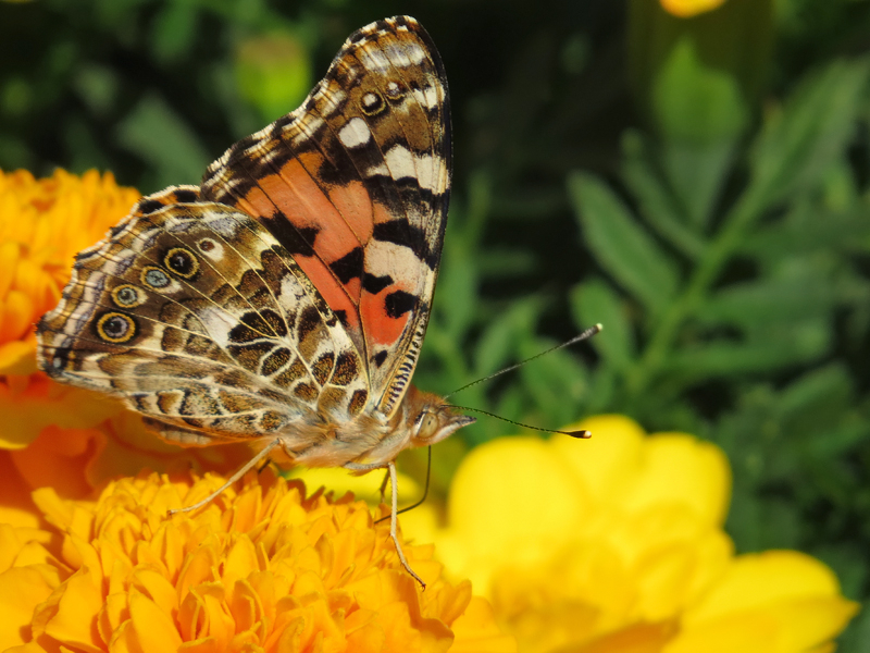 Painted Lady