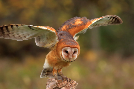 Barn Owl Landing
