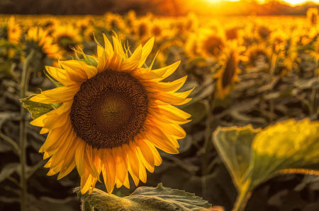 Sunflower Beauty!