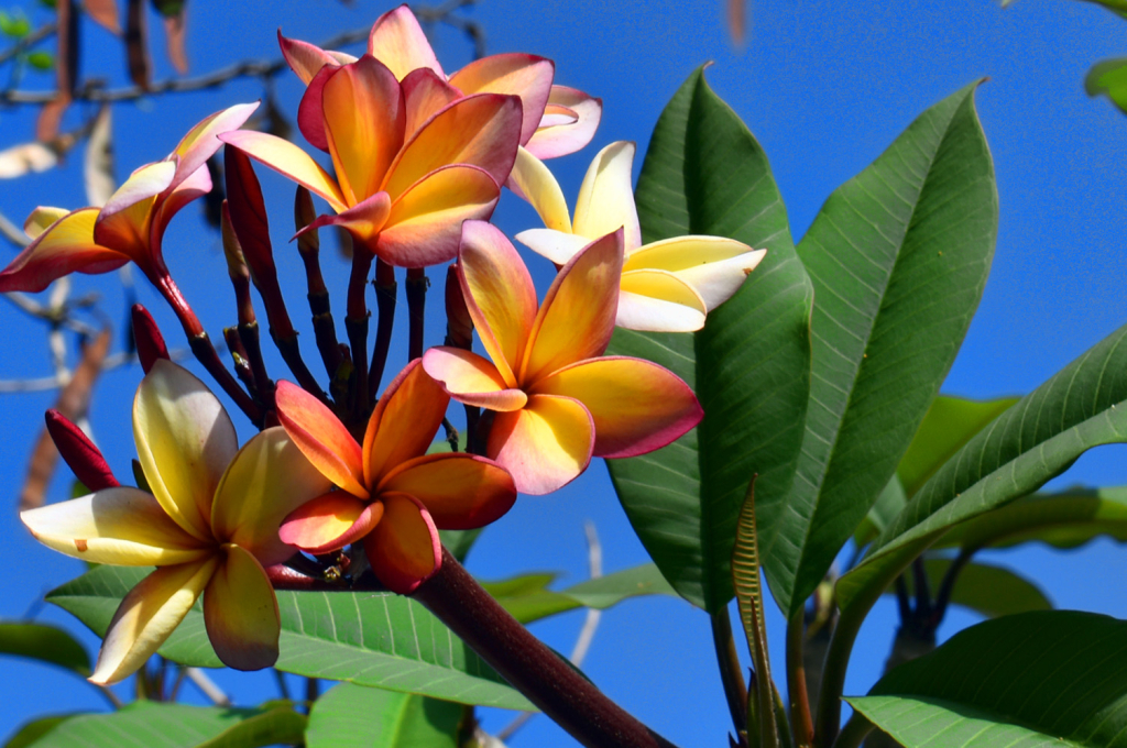 PRETTY FLOWERS