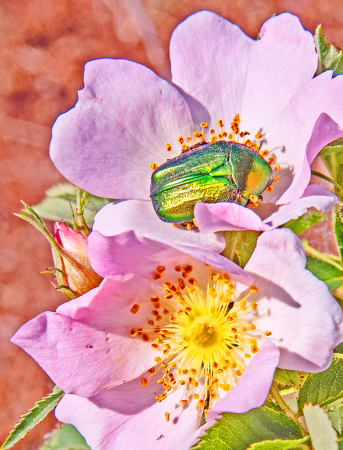 Pink Roses and Beetle.
