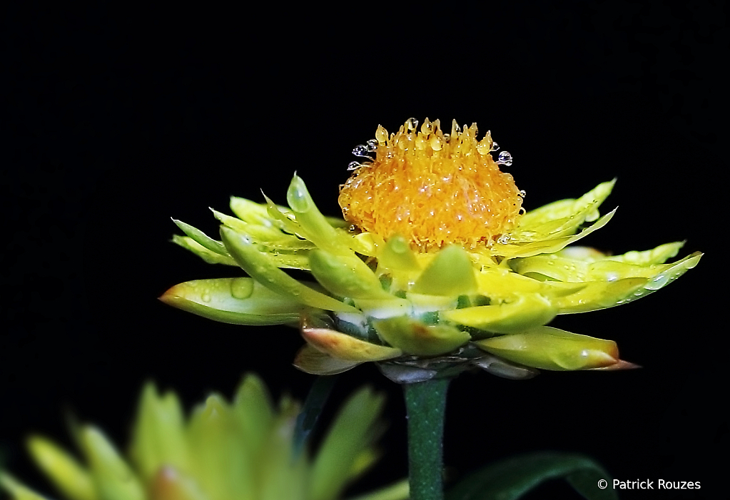 Straw Flower