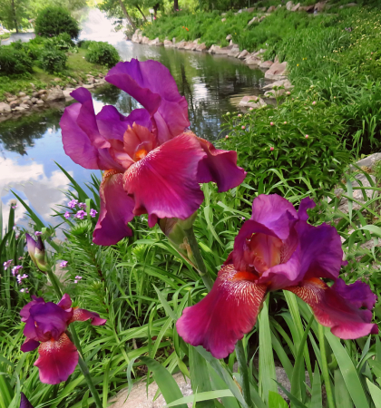 Iris Overlooking Pond