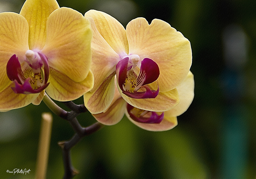 Just Peachy Orchid - ID: 16010131 © Candice C. Calhoun