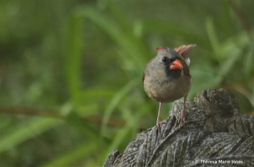 Female Cardinal - ID: 16010147 © Theresa Marie Jones