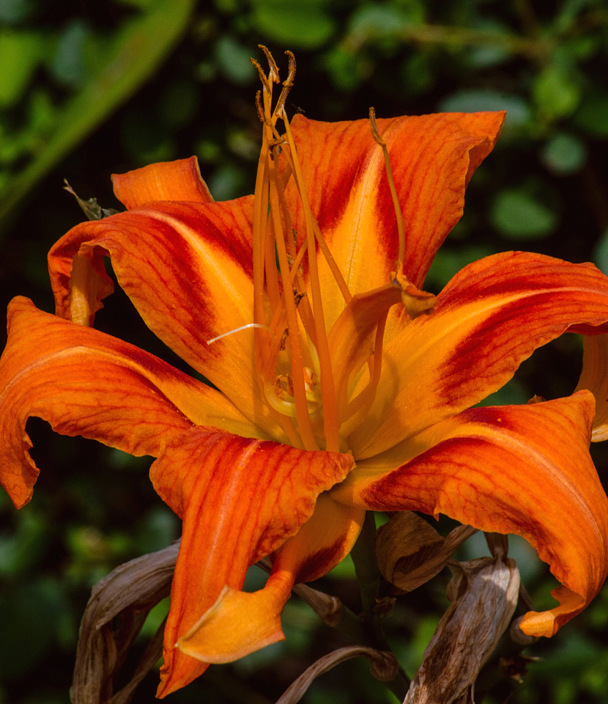 Day Lily 12