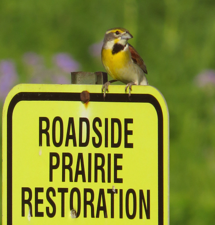 Prairie Restoration Project
