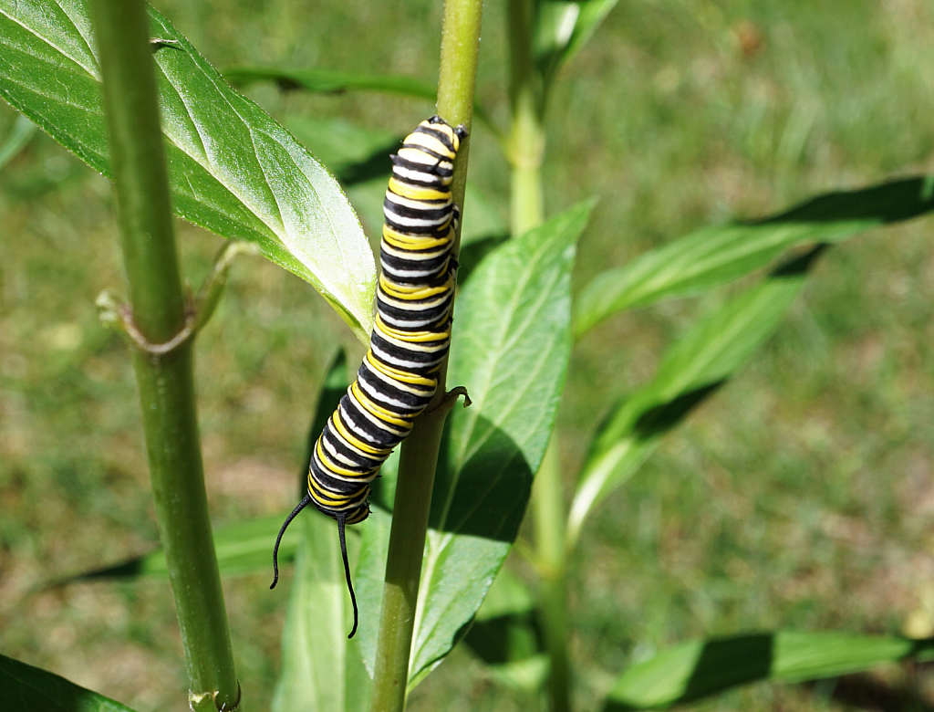 Monarch butterfly caterpillar 