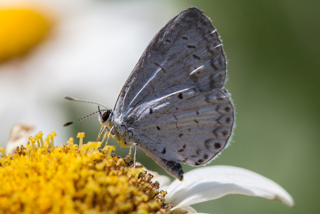 Summer Azure 