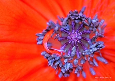 Poppy Center