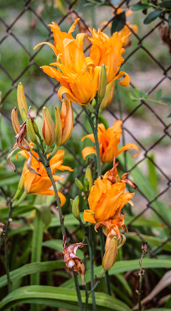 Day lily 3