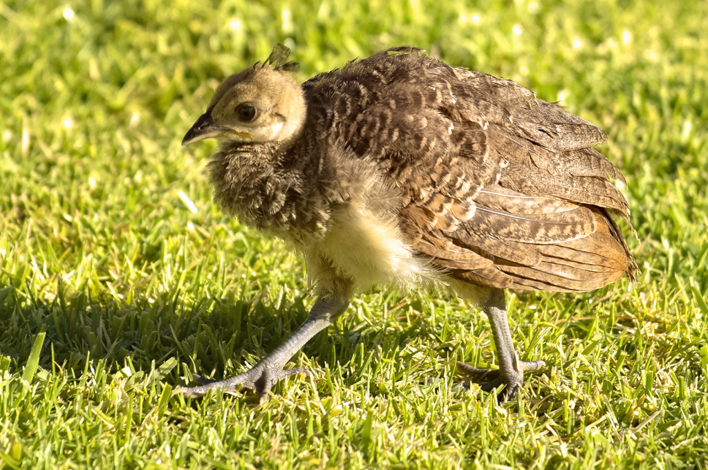 Strutting My Stuff