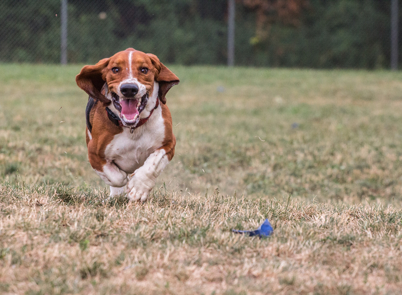 Being Basset 