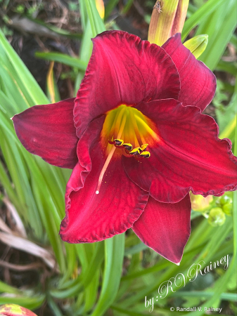 A Deep red flower at church garden...
