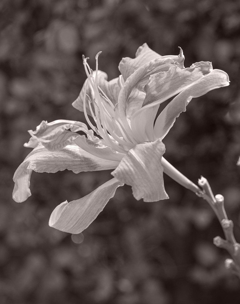 Day Lily 11 