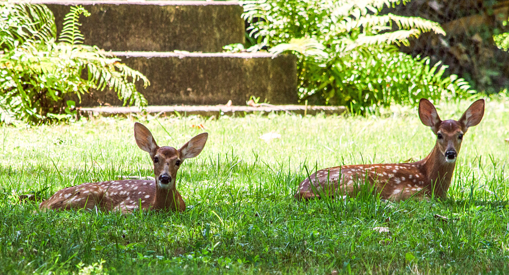 Live Yard Statues