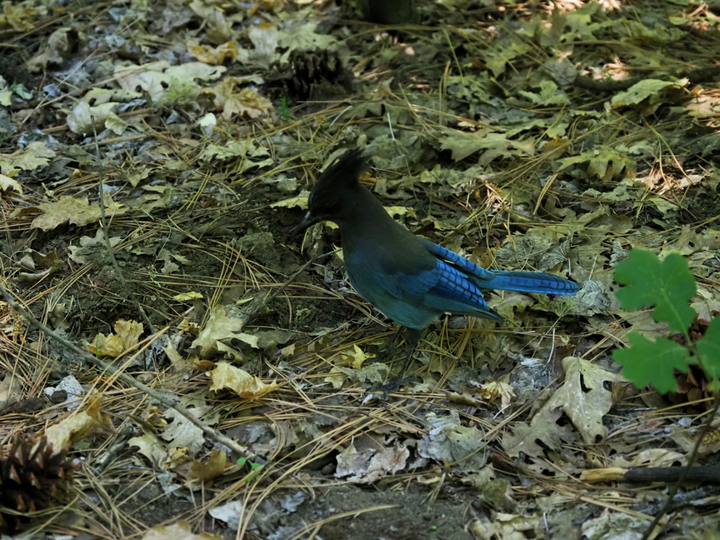 Steller's Jay - Yosemite - ID: 16011295 © Susan G. Cohan
