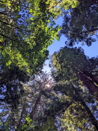 Muir Woods National Park, CA