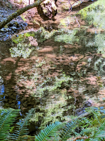 Clear Stream - Muir Woods National Park, CA