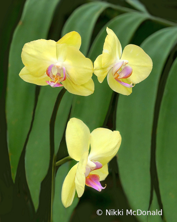 Orchid Trio