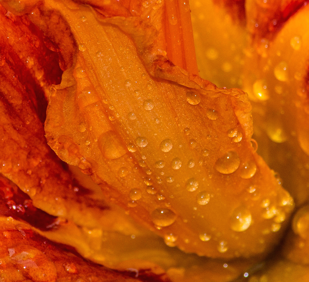 Raindrops on a day lily