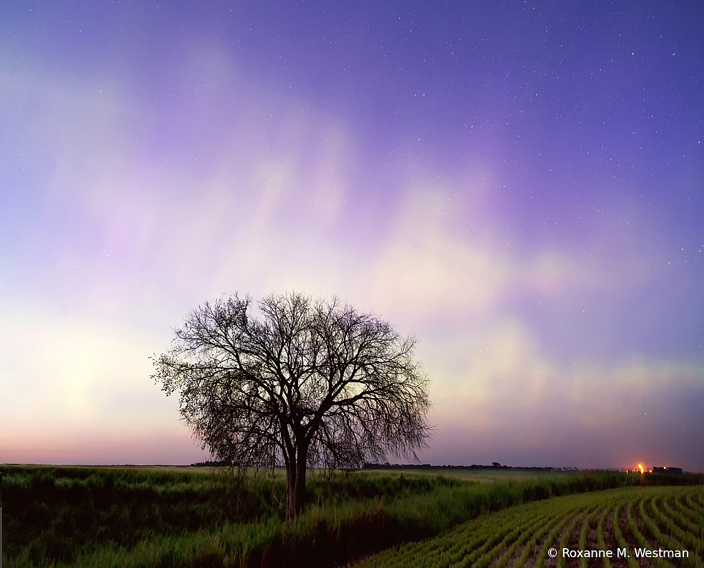 Aurora Borealis and tree - ID: 16012132 © Roxanne M. Westman