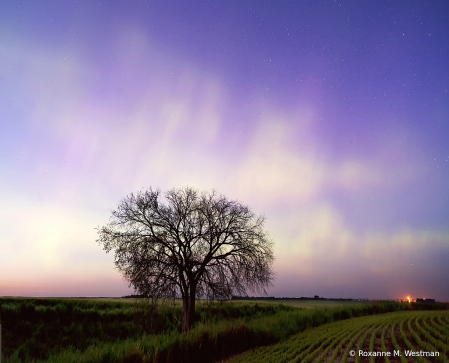 Aurora Borealis and tree