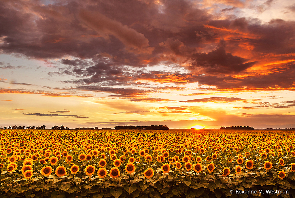 Sunset in Sunflower field