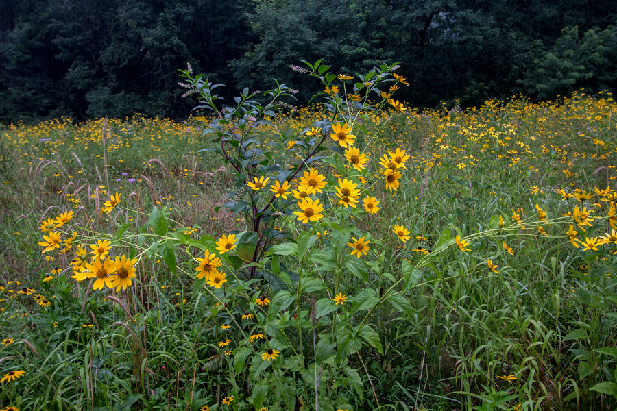 False Sunflower 