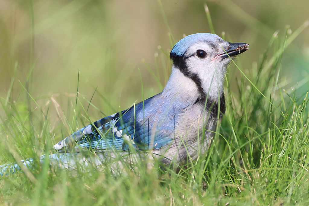 Blue Jay - ID: 16012139 © Lori A. Nevers