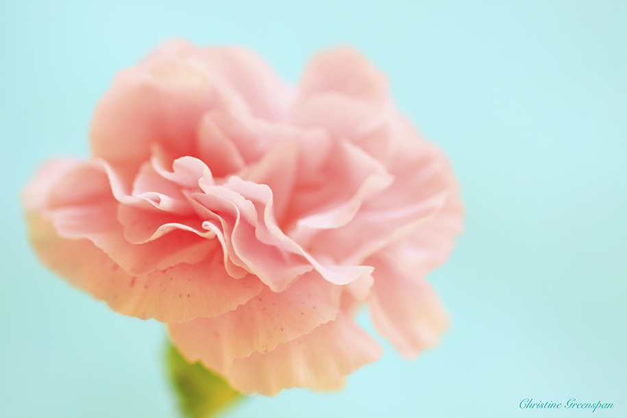 Carnation