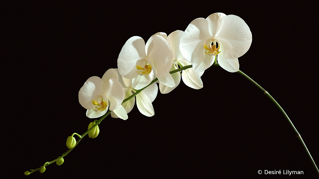 Phalaenopsis