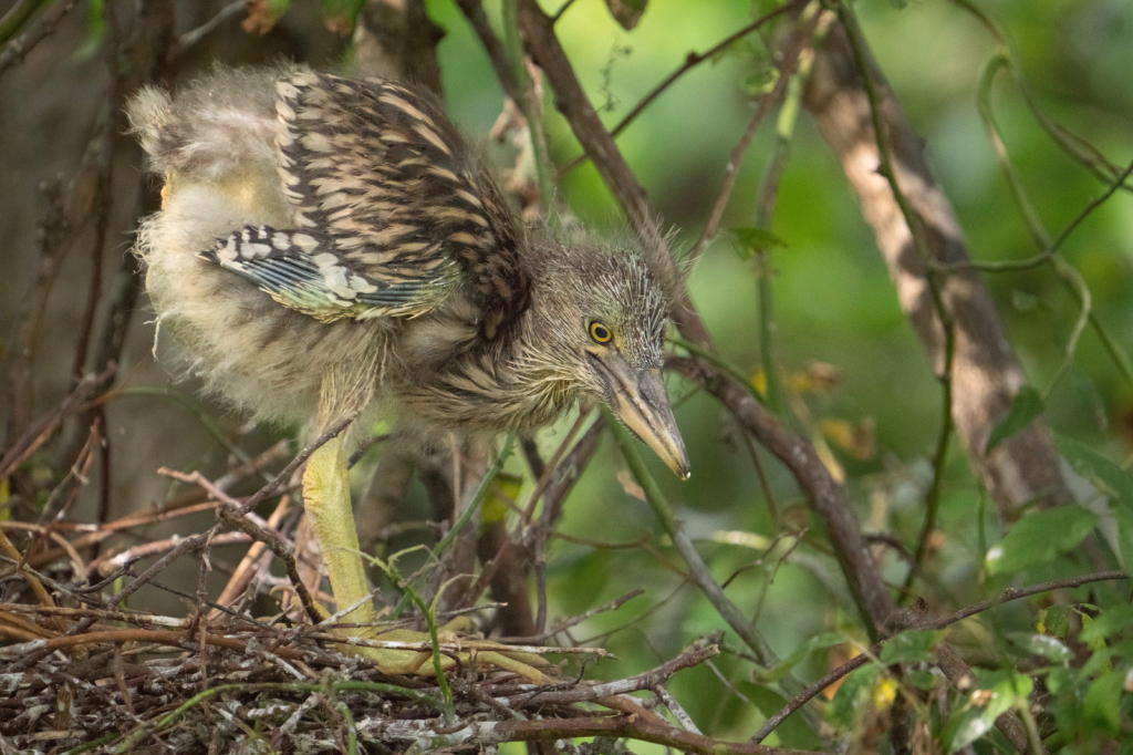Baby Black Capped Night Heron on the Nest