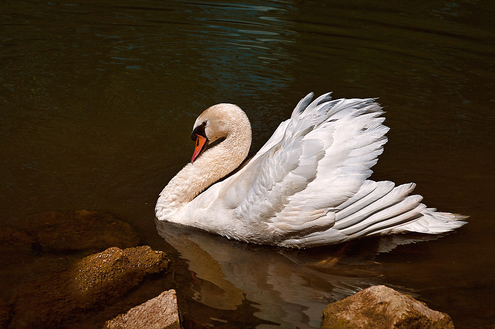 Swan Reflection