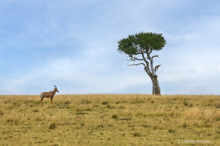 Classic Kenyan Landscape