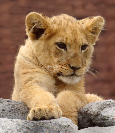 Baby Lion Getting Bigger