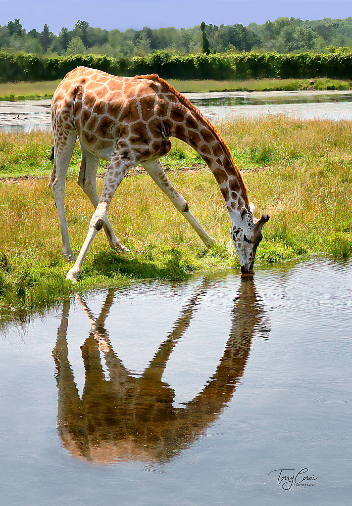 Thirsty