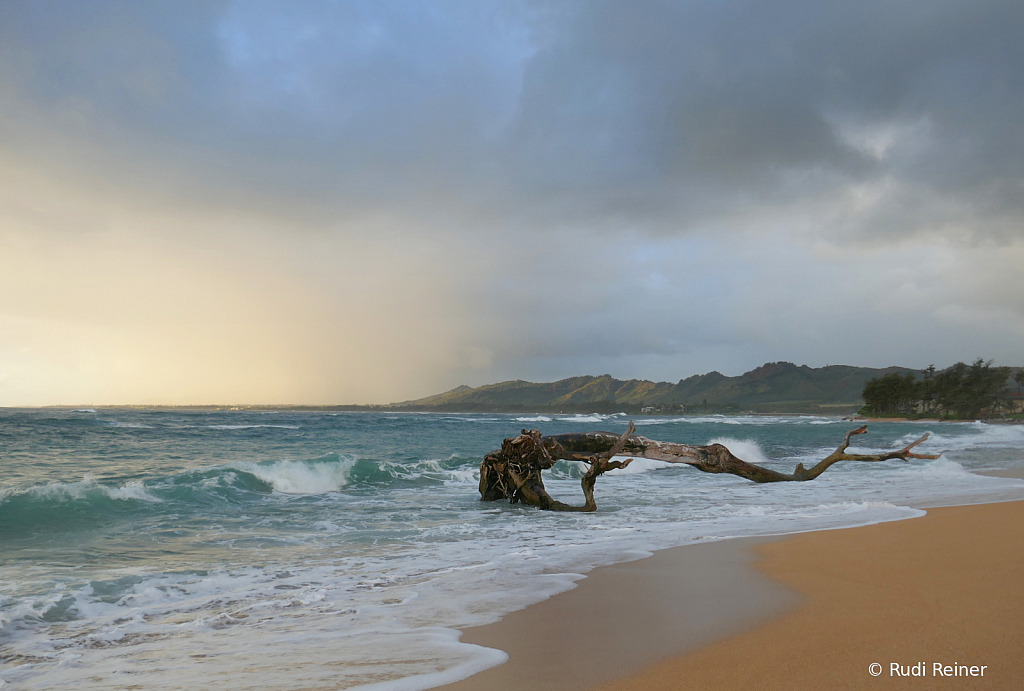 Beach driftwood, Kauai